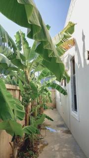 Jambo Jambiani Beach Villa, Beautiful private villa at 2 minutes from the Beach - Jambiani - 6