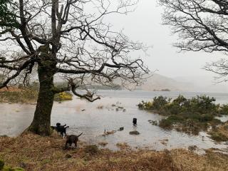 Cillcearn House - Killarney - 6