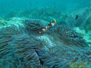 Perhentian Chomel Chalet - Isole Perhentian - 8