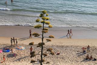 Dalí al Mar - Conil de la Frontera - 4