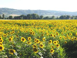 Villa Colle di Rocco - 2