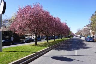 Luxury apartment by the park / Arch of Triumph - Bucharest - 8