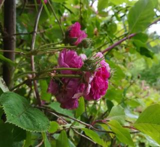 Llandovery - Cottage - Sleeps 4 - Pet Friendly - 5