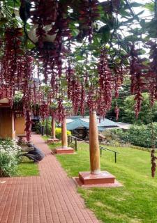 De Rock Jungle Living Resort - 3