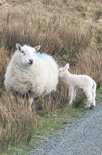 An Cnoc Bed & Breakfast - 6