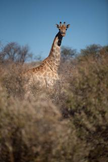 Morakane Safari Lodge - 7