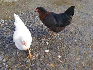 Bed & Breakfast - Shanakeever Farm - Clifden - 8