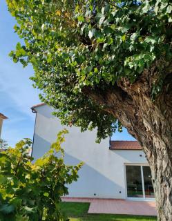 La Casa Vecchia Bed&Breakfast - Caniparola di Fosdinovo - 7