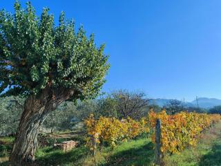 La Casa Vecchia Bed&Breakfast - Caniparola di Fosdinovo - 2
