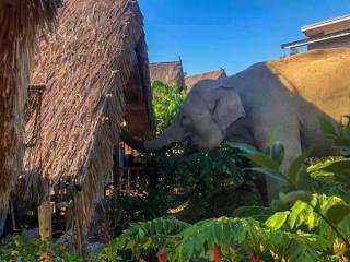 3 Pok Maewang jinxiang Gold elephant park - 4