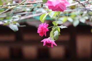 Chicken's house- Đường Lâm Homestay - Hanoi - 8
