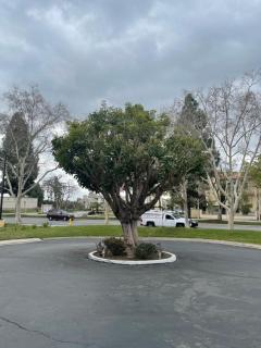Chino Motel - Chino - 9