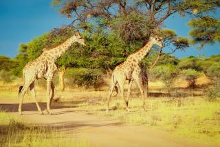 Otjiwa Safari Lodge - Otjiwarongo - 4