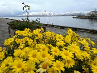 2. etg i Dampskipsbrygga, Lødingen havn - 3