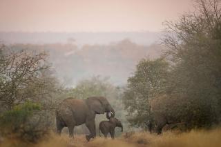 Tanda Tula Safari Camp - Timbavati Game Reserve - 8