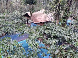 Durf green - Madikeri - 8