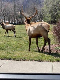 Mountain Creek Lodge - Maggie Valley - 5