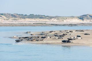 Osanjes Berck plage - Berck-sur-Mer - 3