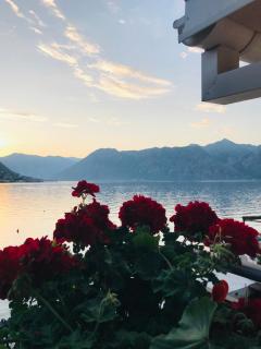 Apartments Dijana - Kotor - 3