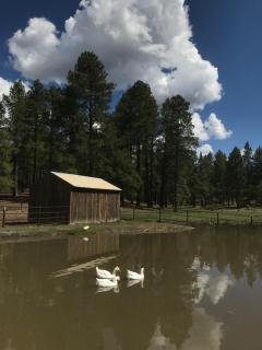 Grand Canyon 1bd Loft/Suite-Horseback Riding-Shooting-Dogs OK! - Parks - 7