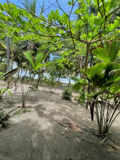 Casa turtle Bogue - Tortuguero - 2