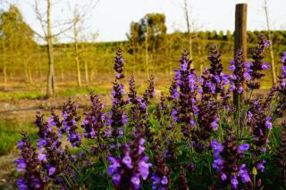 Monte do Pantaleão - 2