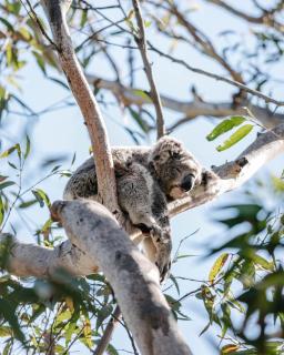 Port Stephens Koala Sanctuary - One Mile - 8