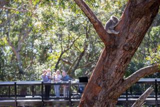 Port Stephens Koala Sanctuary - One Mile - 3