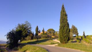 Sous le figuier... - Buisson - 4