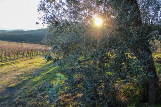 Fattoria La Torre - San Gimignano - 9