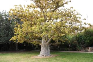 Ein Gedi Rooms Neve Zohar - Neve Zohar - 4