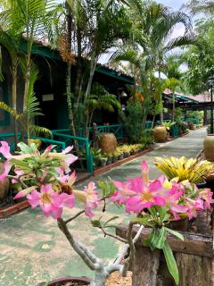 Pop riverside trat - Trat - 3