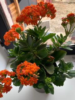 La Maison Clémenso - 4