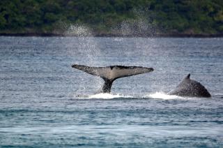 Tongan Beach Resort - 2
