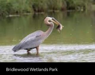 3 Bedroom House in Bridlewood - 3