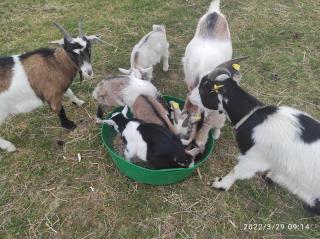 Pferdepension Jäger - 5