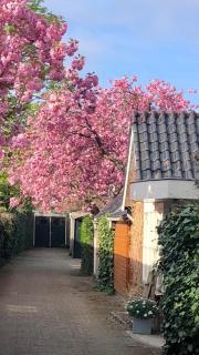 Prins Heerlijk - Sassenheim - 9