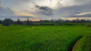 Batan Nyuh Retreat - Gianyar - 2
