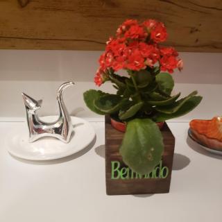Casa vista para montanha Pet Friendly - 8