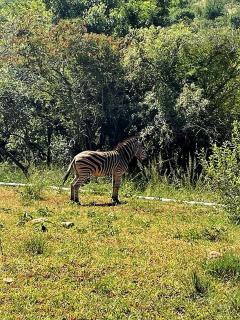 66 Sharalumbi Wildlife Estate - Lydenburg - 4