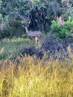 66 Sharalumbi Wildlife Estate - Lydenburg - 5