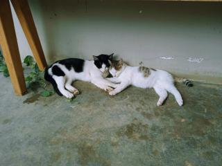 Komori House - Da Lat - 6