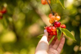 Quinta dos Padres Santos, Agroturismo & Spa - 7