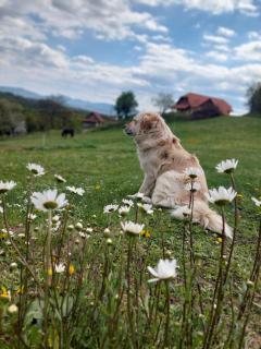 Masnec Tourist Farm - Miljana - 6