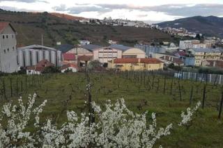 Casa Moscatel - Douro Valley - Peso da Régua - 5