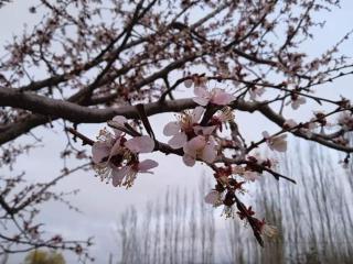 Olive Ala-Archa Hotel & SPA - 5