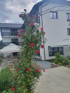 Pensiunea Ronicson - Miloştea - 5