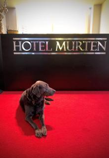 Hotel Murten - Murten - 8