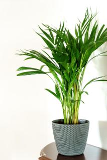 APARTAMENTO TROPICANA - 3