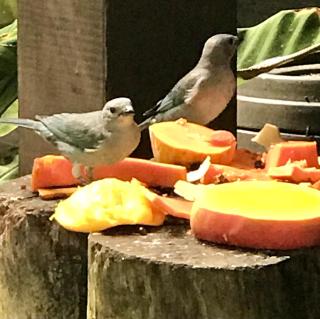 Pousada das Gêmeas - 1